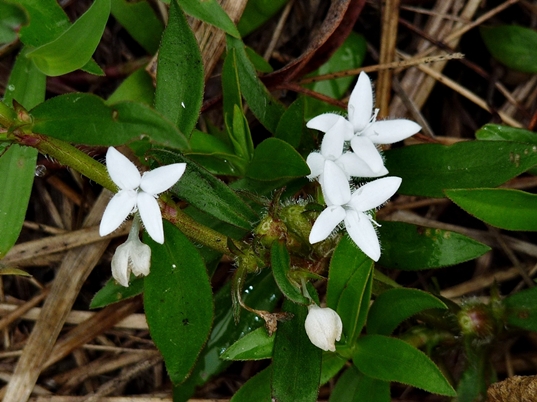 {Diodia virginiana}